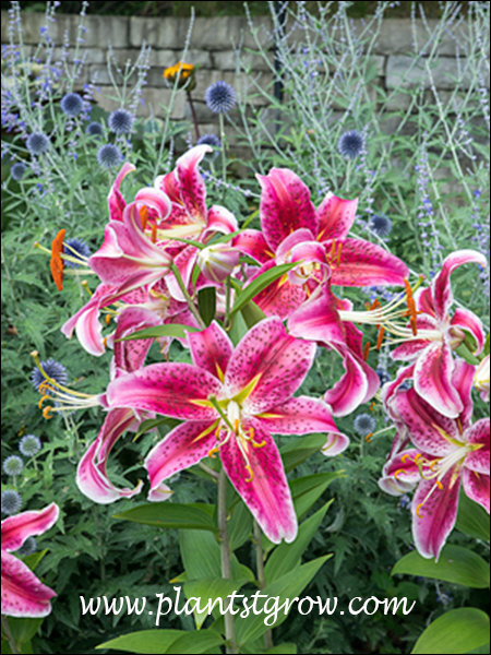 Lilium Entertainer growing with Russian Sage and the spiky blue balls of Echinops.